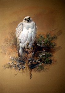 grónský gyrfalcon